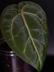 Anthurium 1