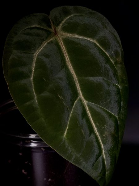 Anthurium 1