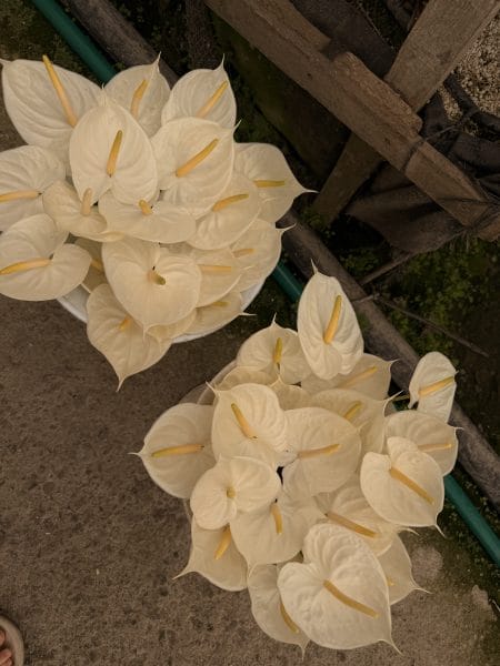 Anthurium