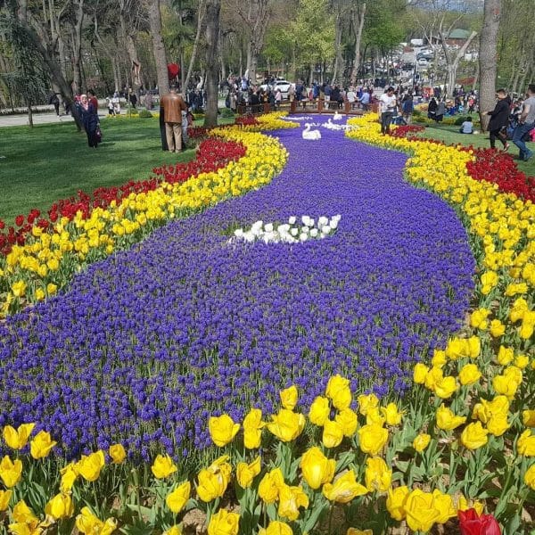 Gül