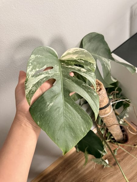 Monstera Deliciosa albo