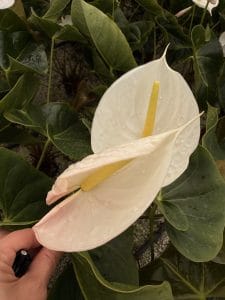 Monstera deliciosa saglikli fide