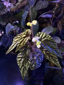 Alev teraryum
