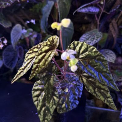 Alev teraryum