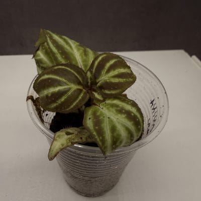 test4